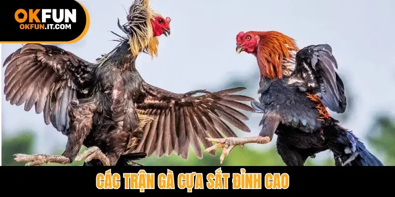 Các trận gà cựa sắt đỉnh cao