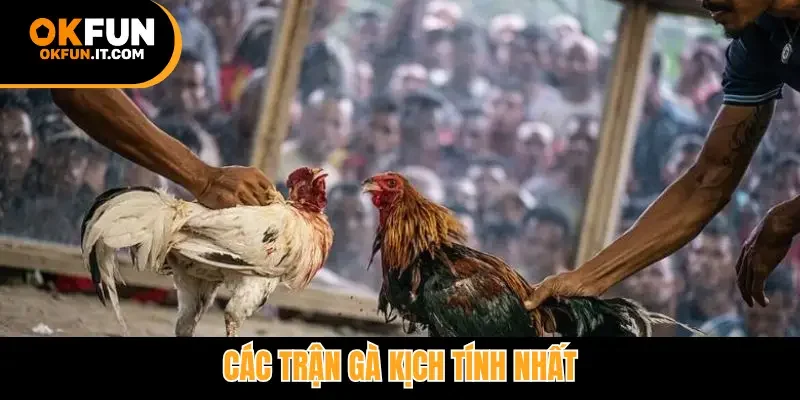 Các trận gà kịch tính nhất