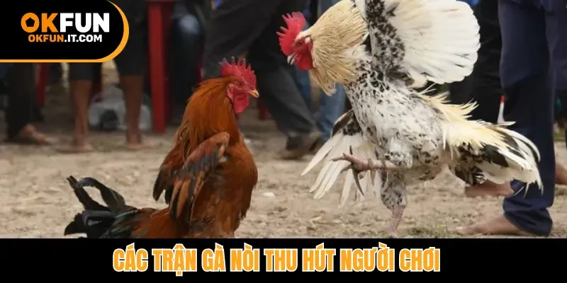 Các trận gà nòi thu hút người chơi