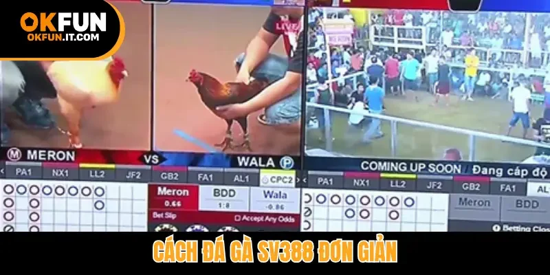 Cách đá gà Sv388 đơn giản