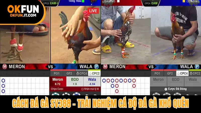Cách đá gà Sv388