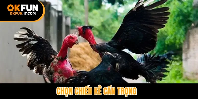 Chọn chiến kê cẩn trọng