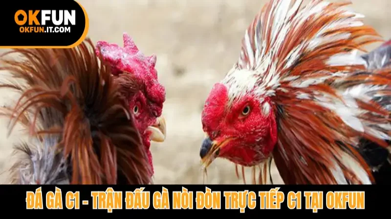 Đá gà C1