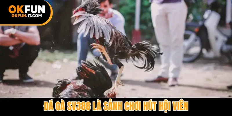 Đá gà Sv388 là sảnh chơi hút hội viên