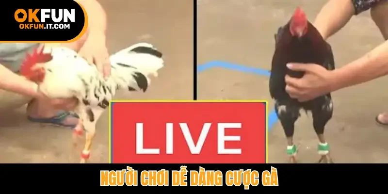 Người chơi dễ dàng cược gà