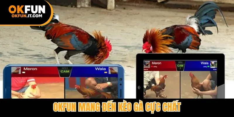 Okfun mang đến kèo gà cực chất