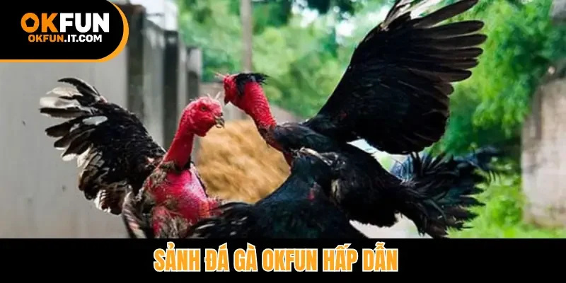 Sảnh đá gà Okfun hấp dẫn
