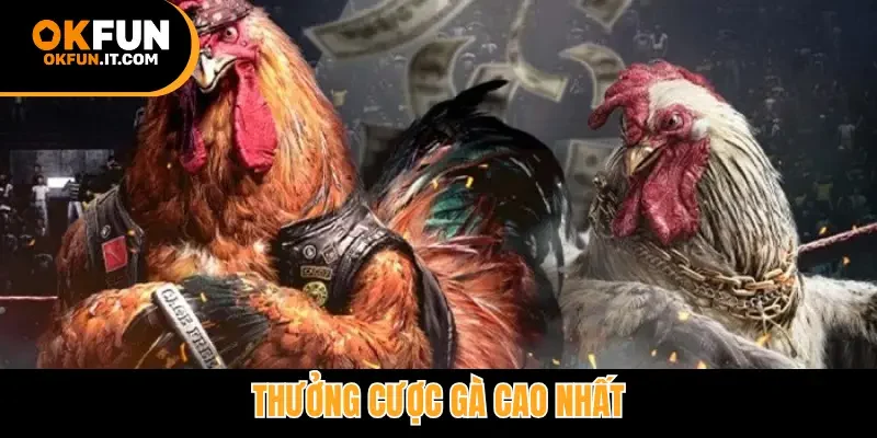 Thưởng cược gà cao nhất