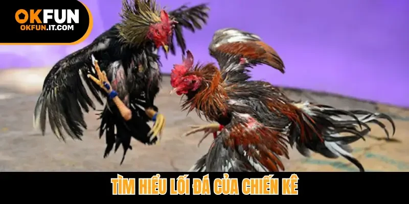 Tìm hiểu lối đá của chiến kê